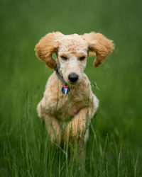 Portrait of dog on field