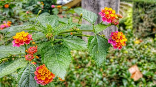 Close-up of fresh white flowers blooming outdoors