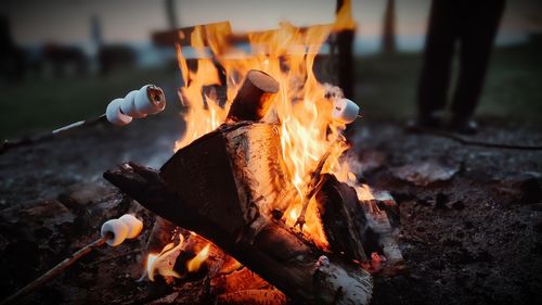 Close-up of campfire