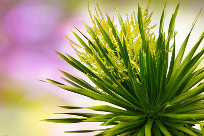 Close-up of green plant