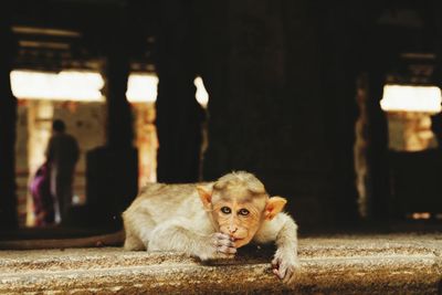 Portrait of monkey lying on temple floor