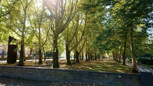 Trees in park