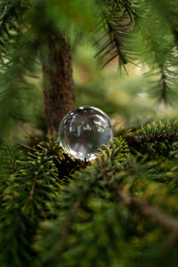 Close-up of water drops on pine tree