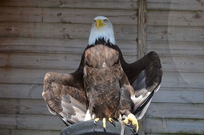 bird of prey