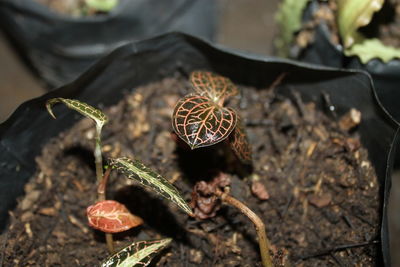 High angle view of potted plant on field