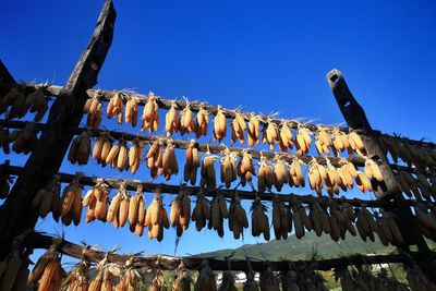 Low angle view of fish hanging from roof