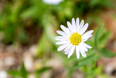 Close-up of flower blooming outdoors