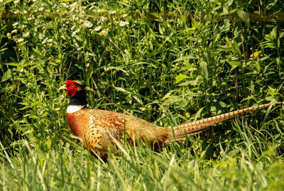 View of a bird on field