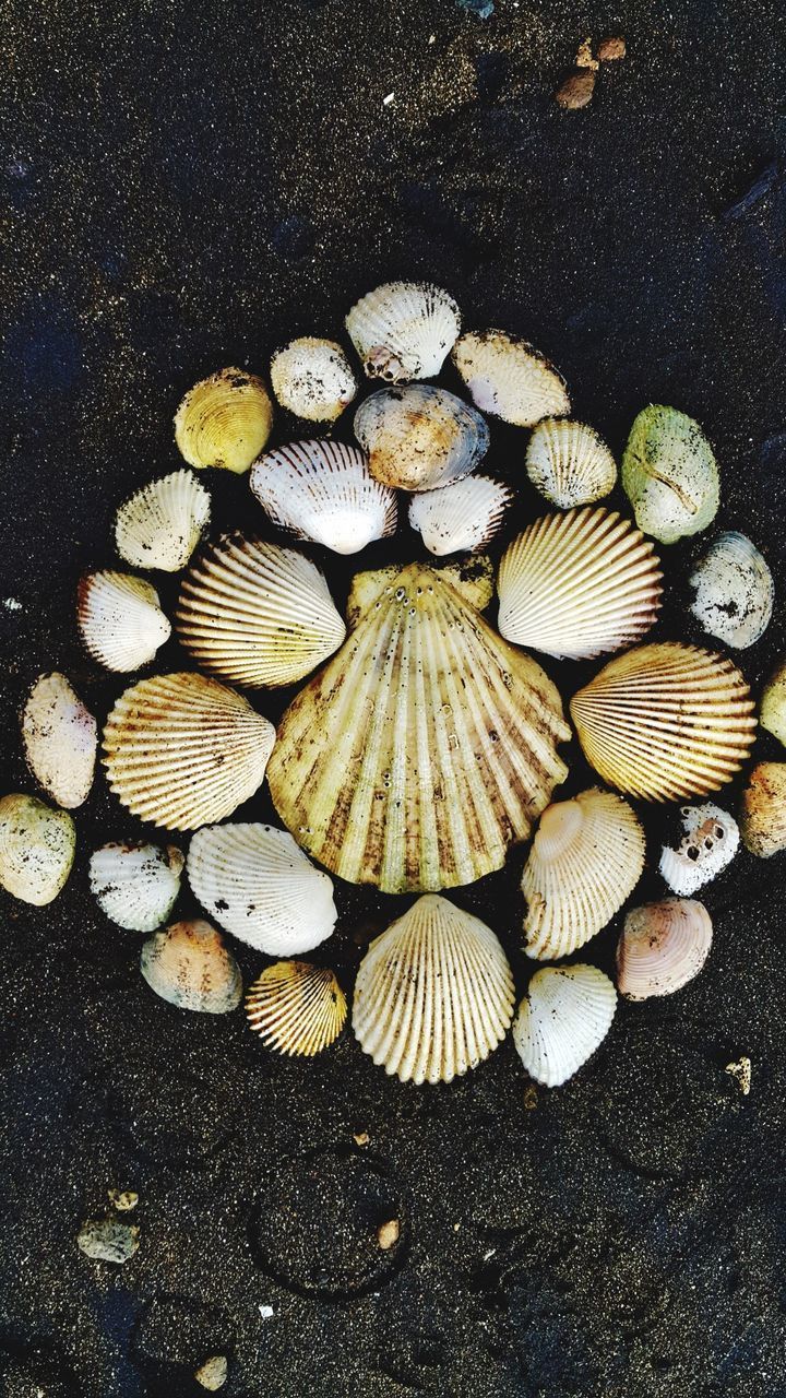 HIGH ANGLE VIEW OF SHELLS IN THE GROUND