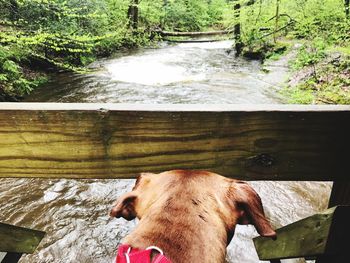 Dog in water