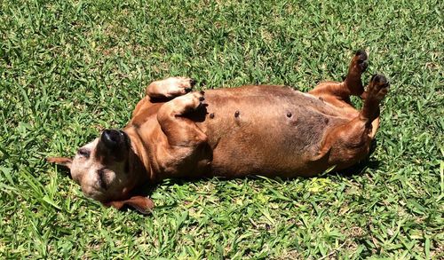 Dog relaxing on grass