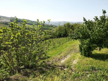 Scenic view of vineyard against sky