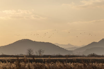 Flock of birds flying in the sky