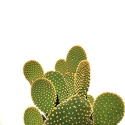 Close-up of cactus