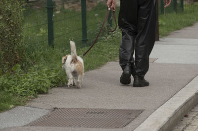 Low section of man with dog walking on footpath