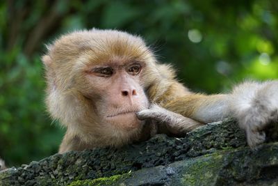 Close-up of monkey sitting on tree