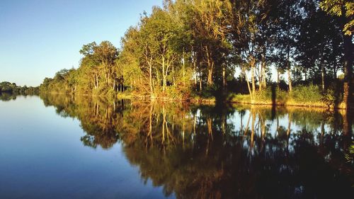 Reflection of trees in calm lake