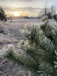 Close-up of pine tree during winter