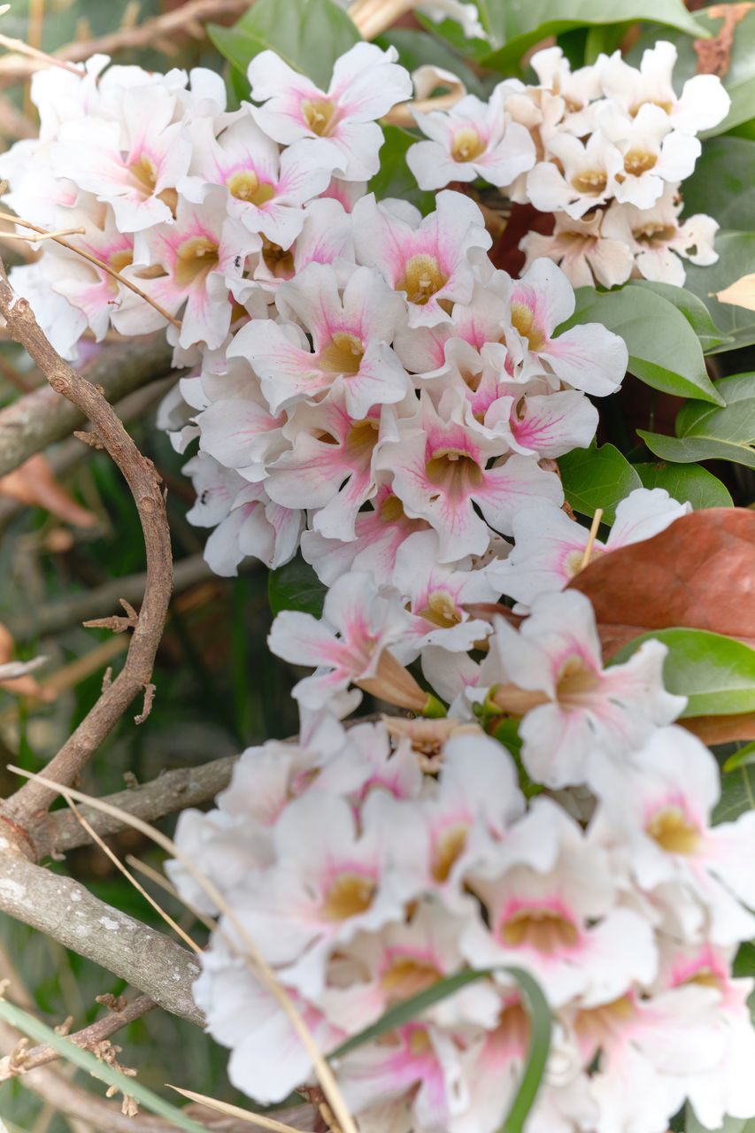 CLOSE-UP OF CHERRY BLOSSOMS