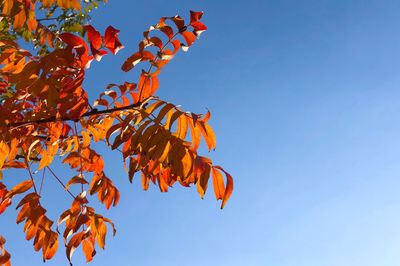 Low angle view of orange tree against clear blue sky