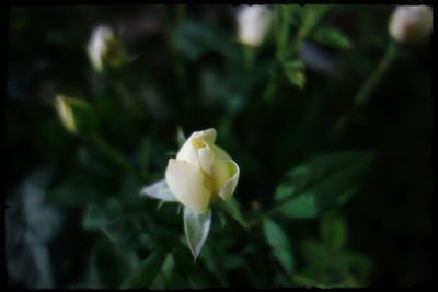 Close-up of white flower blooming outdoors