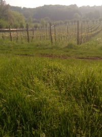 Scenic view of grassy field