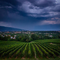 Scenic view of vineyard against cloudy sky