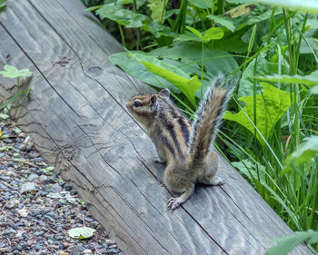 Close-up of squirrel on wood