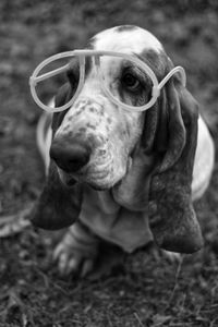 Close-up of dog wearing glasses 