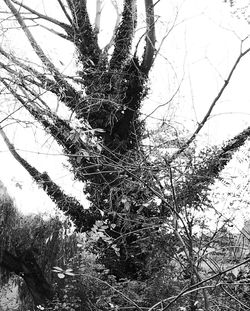 Low angle view of bare trees
