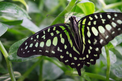 Close-up of butterfly on leaf