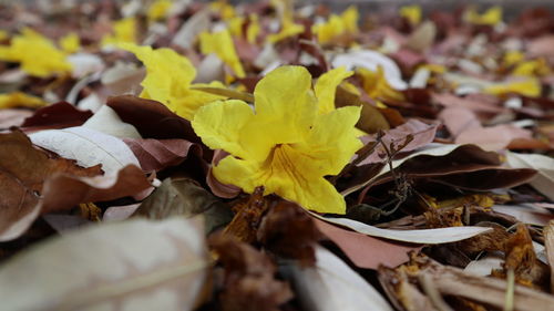 Close-up of yellow flowering plant leaves