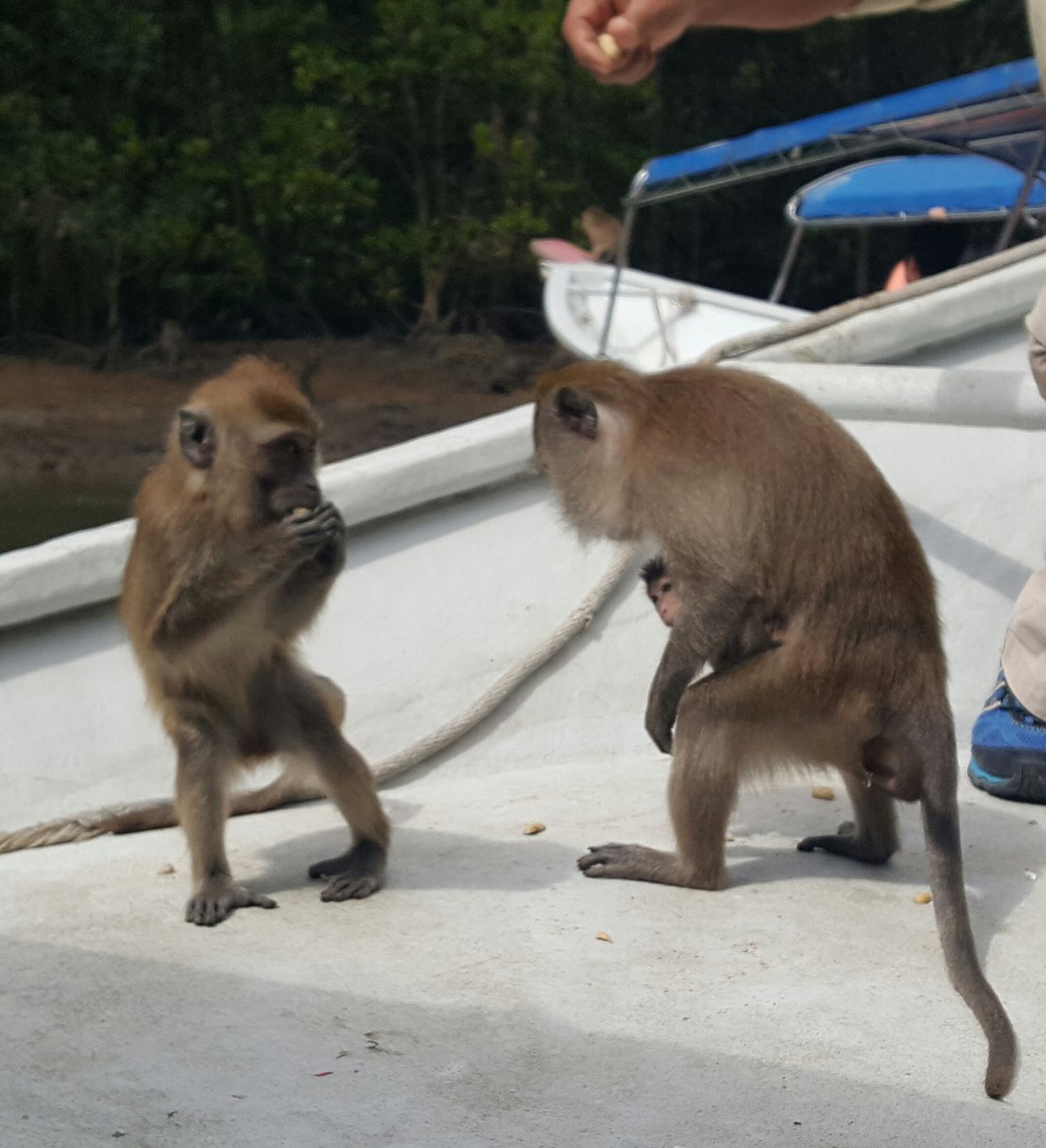 Mangrove tour