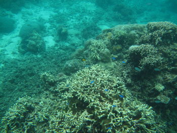 View of coral swimming in sea