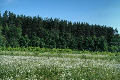 Trees on field