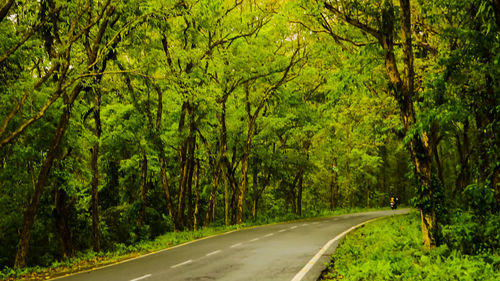 Road amidst trees in forest