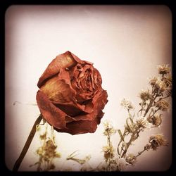 Close-up of rose over white background