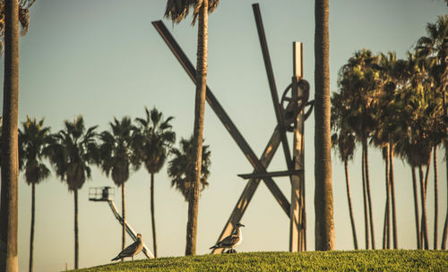 Palm trees against sky