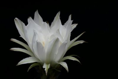 Close-up of white flower over black background