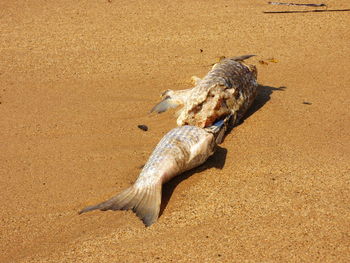 Close-up of damaged dead fish on sand