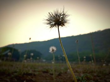 Close-up of wildflowers in field against sunset sky