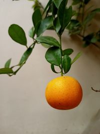 Close-up of orange fruit on tree