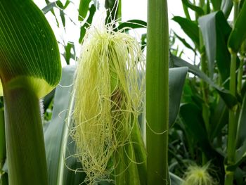 Close-up of fresh green plants