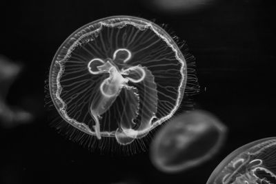 Close-up of jellyfish swimming in sea