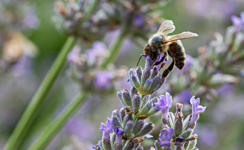 Close-up of bee pollinating on flower