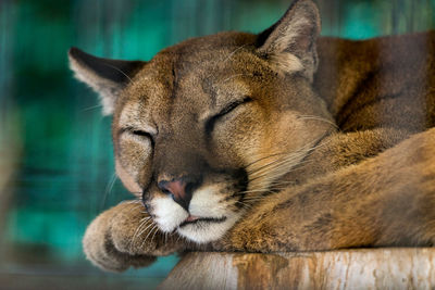 Close-up of cougar sleeping on wood