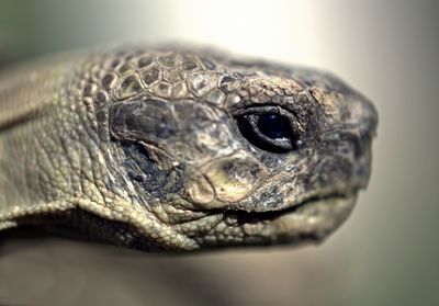 Close-up of snake