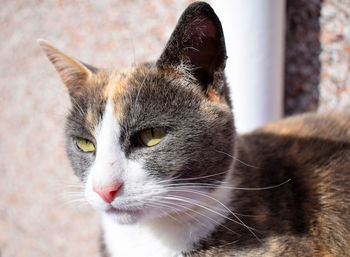 Close-up portrait of cat