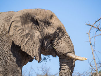 Close-up portrait of male african elephant against clear sky, hluhluwe imfolozi game reserve, south africa