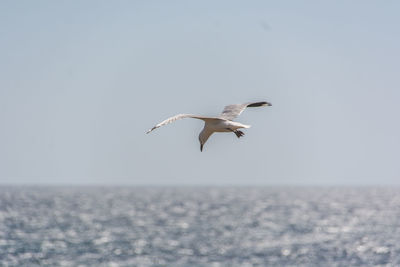 Seagull flying over sea against clear sky